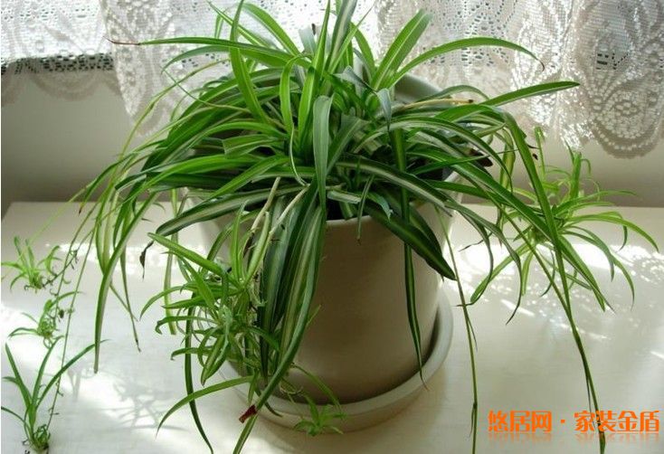植物吸收
