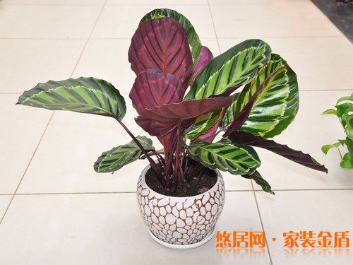 室内风水五:室内植株要选阔叶