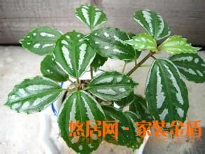 长茎冷水花