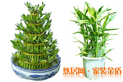 水养殖富贵竹