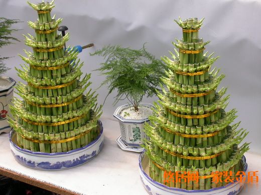 水养富贵竹