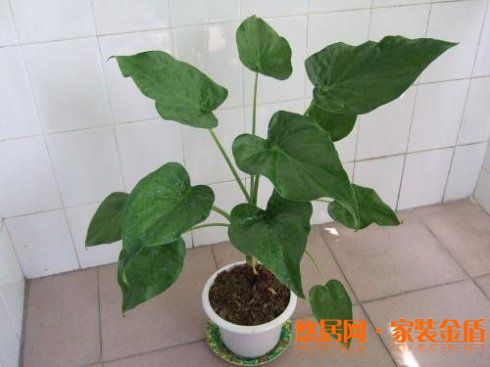 卧室植物滴水观音