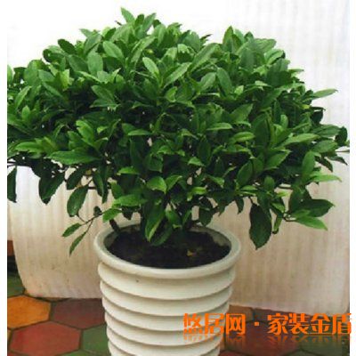 卧室植物非洲茉莉