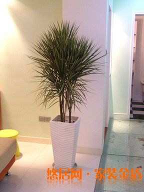 卧室植物千年木