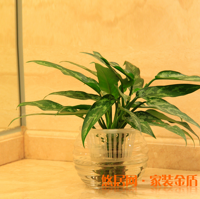 卧室植物银皇后