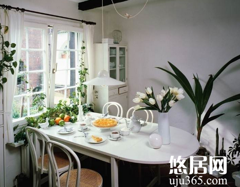 室内适合摆放哪些植物