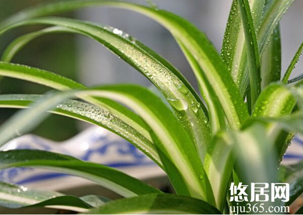 植物真的能去甲醛吗
